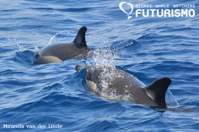 DSC_0139 - Cópia.png DSC_0139 - Cópia.png