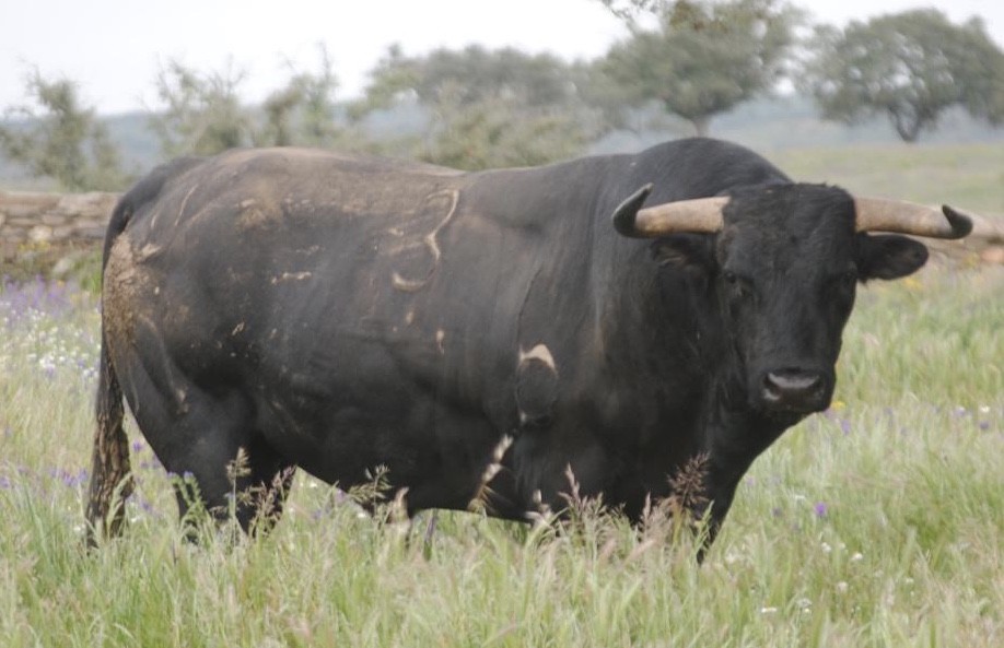 nº 3 - Murteira Grave.jpg