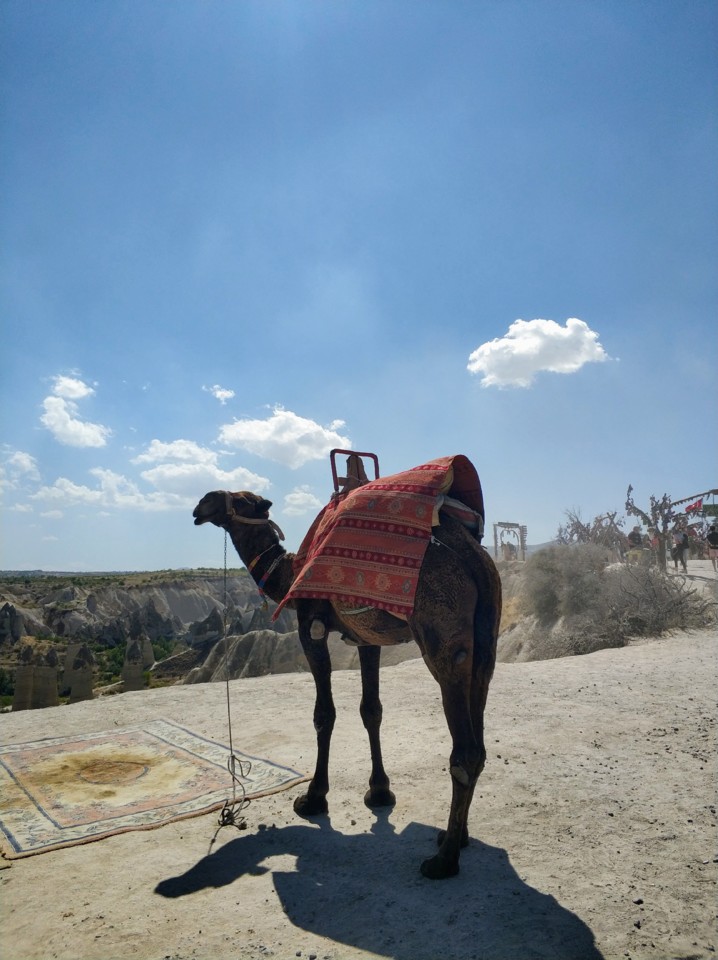 Camelo no Vale do Amor.jpg