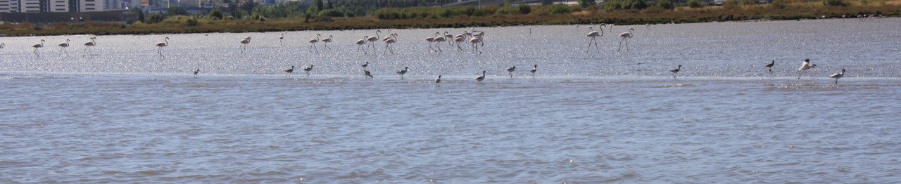 flamingos 4.jpg