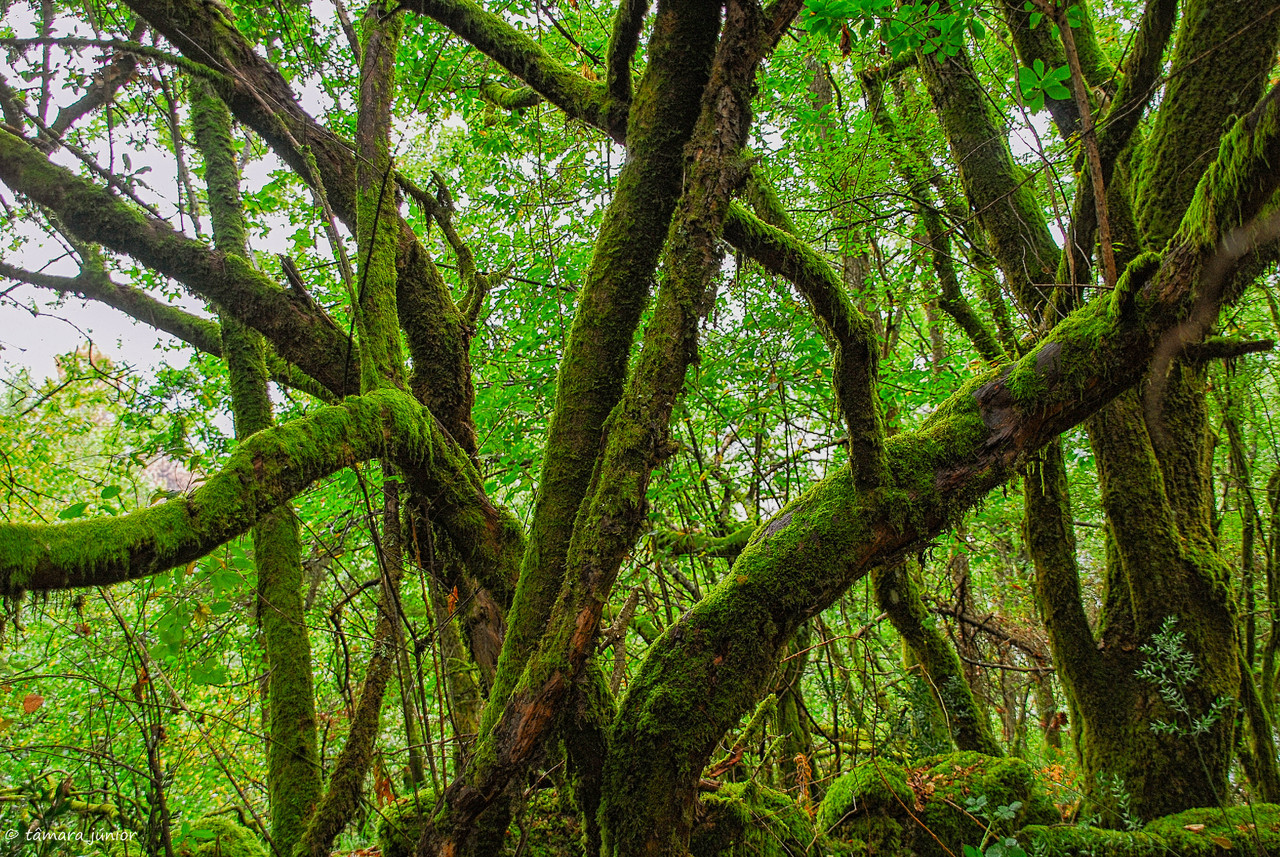 2009 -  Geira Romana 057.jpg