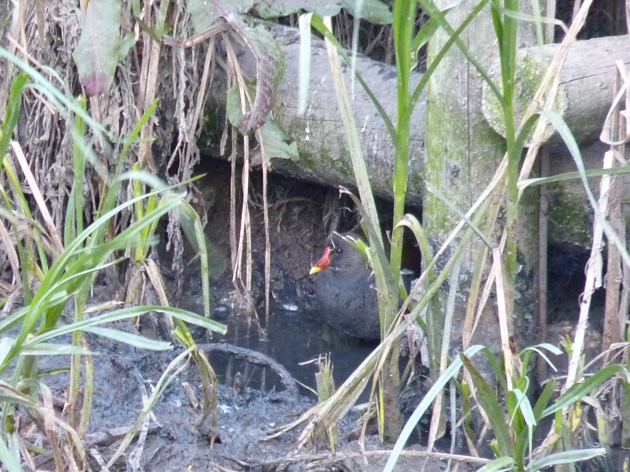 Parque Linear Ribeirinho do Estuário do Tejo (38)