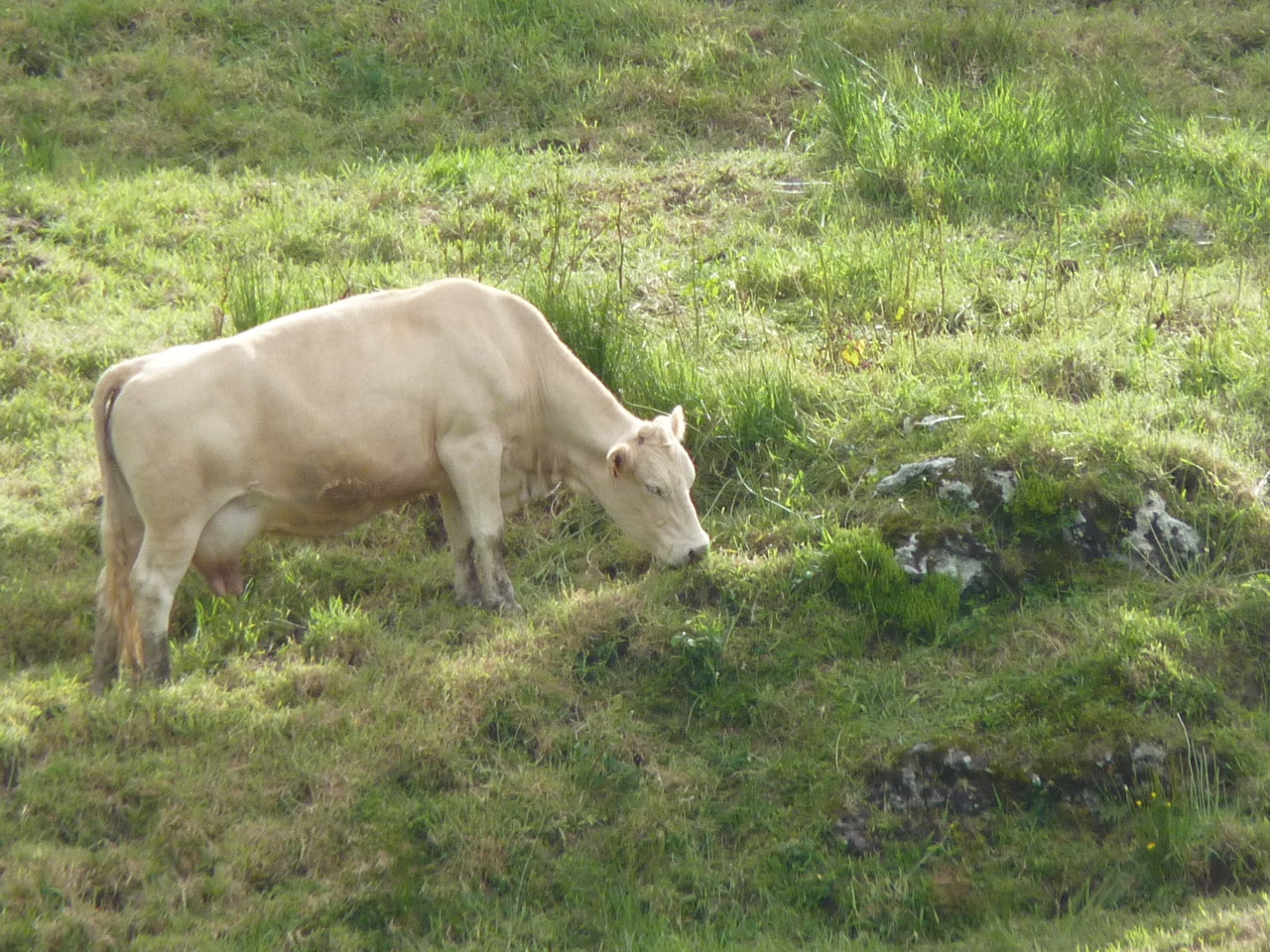 Ponta do Albarnaz, Flores (12).JPG