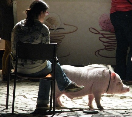 quem tem medo compra um leitão