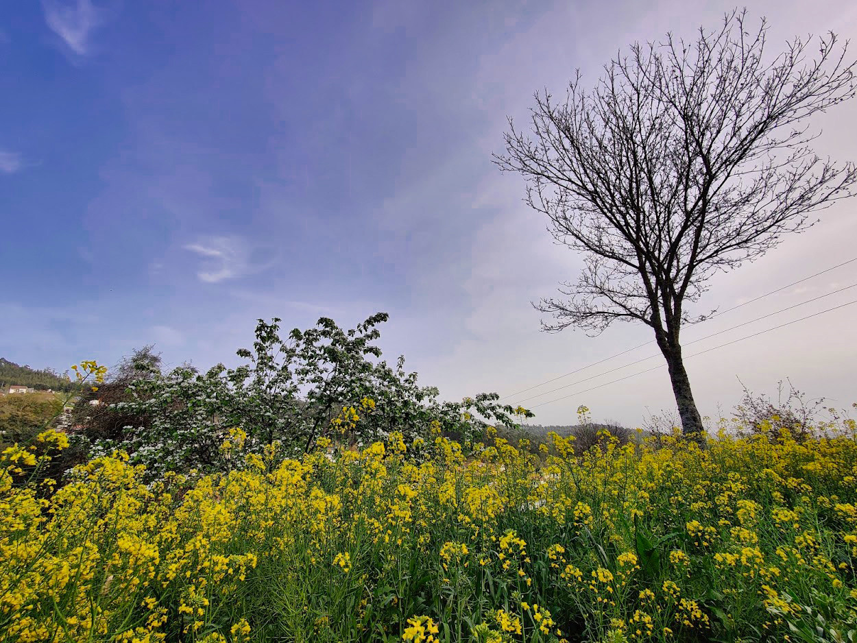 Promaver na aldeia.jpg