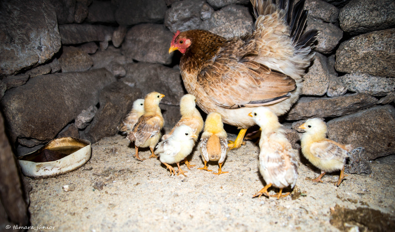 06.- Vagueando pela Montanha.jpg