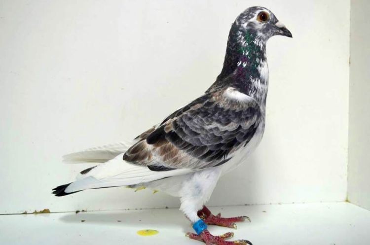 2660-16.jpg 2660-16.jpg