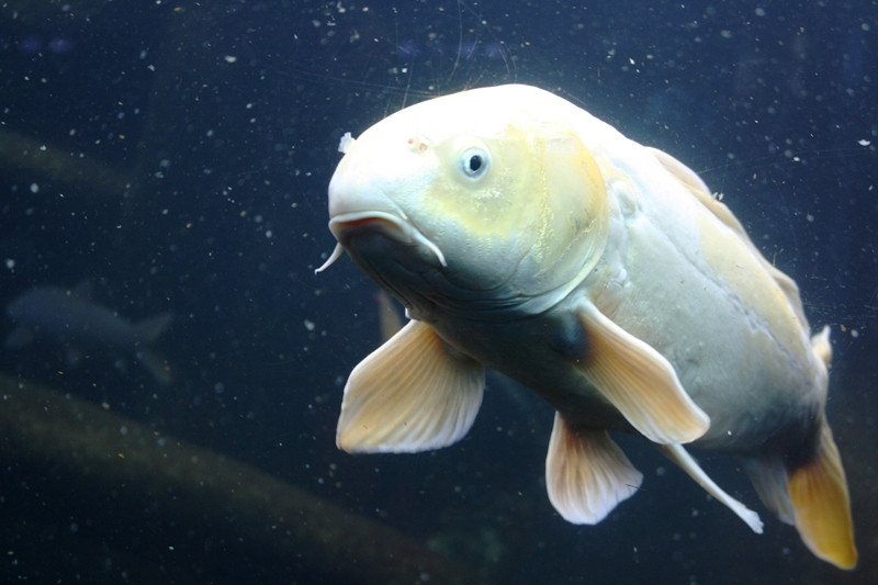 Aquario Vasco da Gama 16 (1).jpg