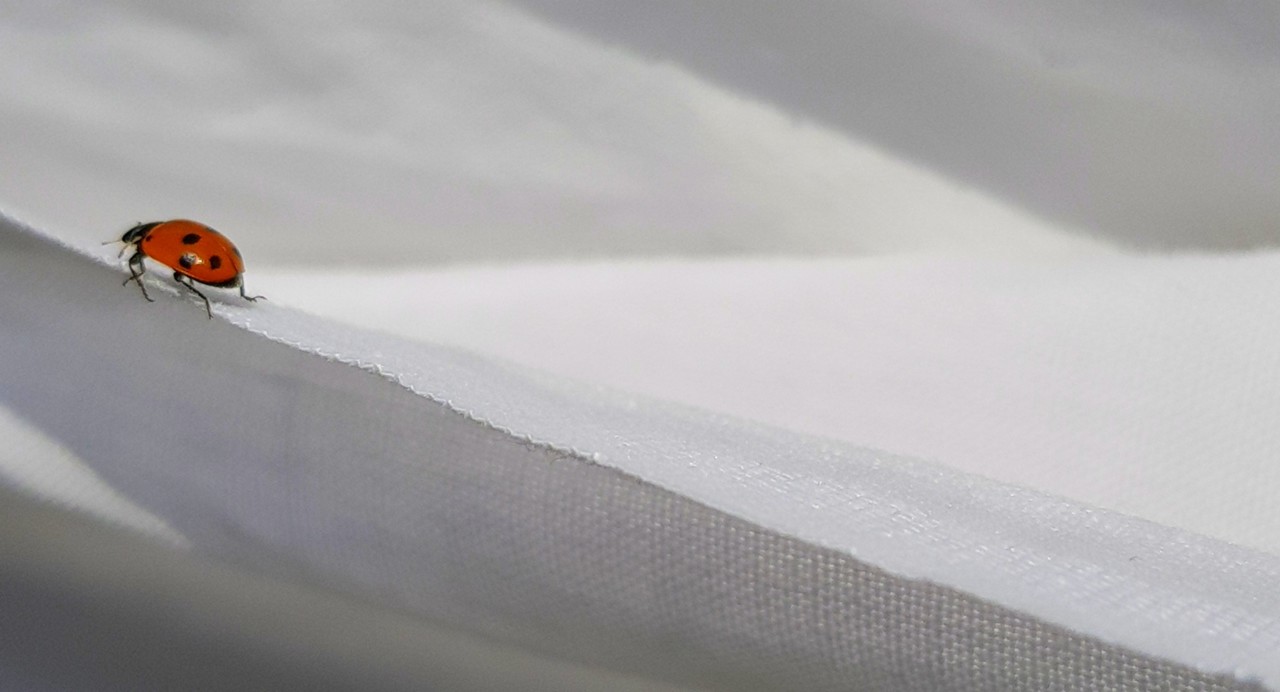 equilibrista laranja.jpg