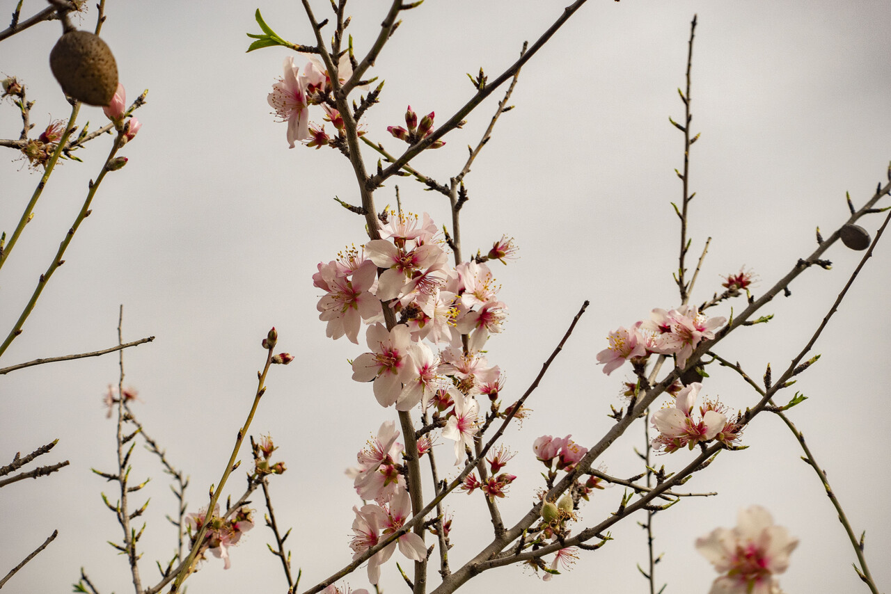 Flor de Amendoeira algarve03.jpg