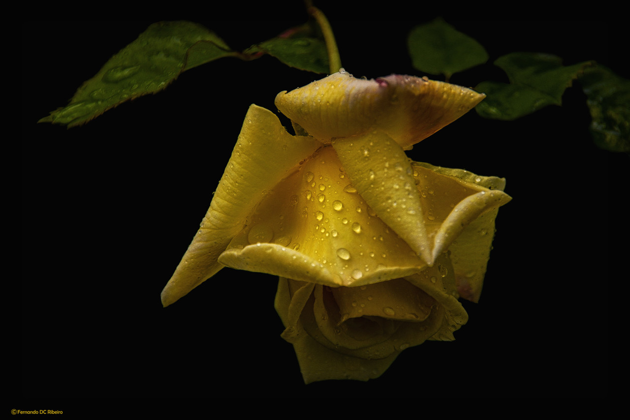 1600-(3095)-sel.jpg 1600-(3095)-sel.jpg