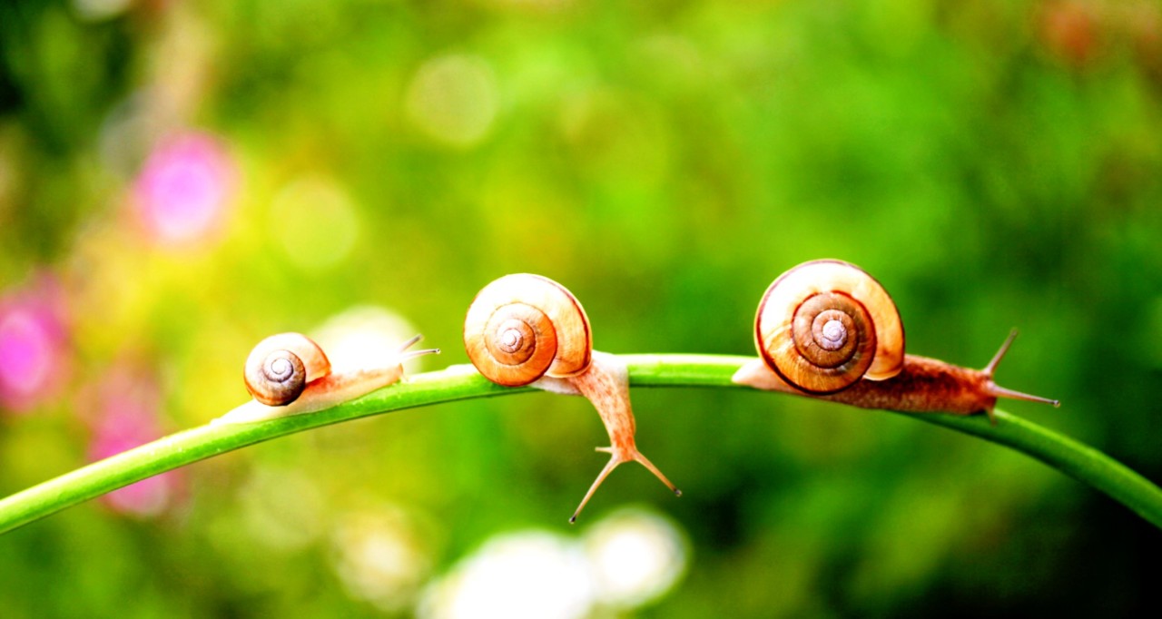 Nou Jóbe 4 de Bóis.jpg Nou Jóbe 4 de Bóis.jpg