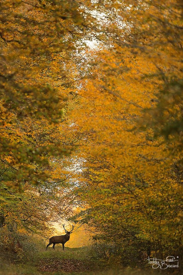 rei da floresta.jpg rei da floresta.jpg