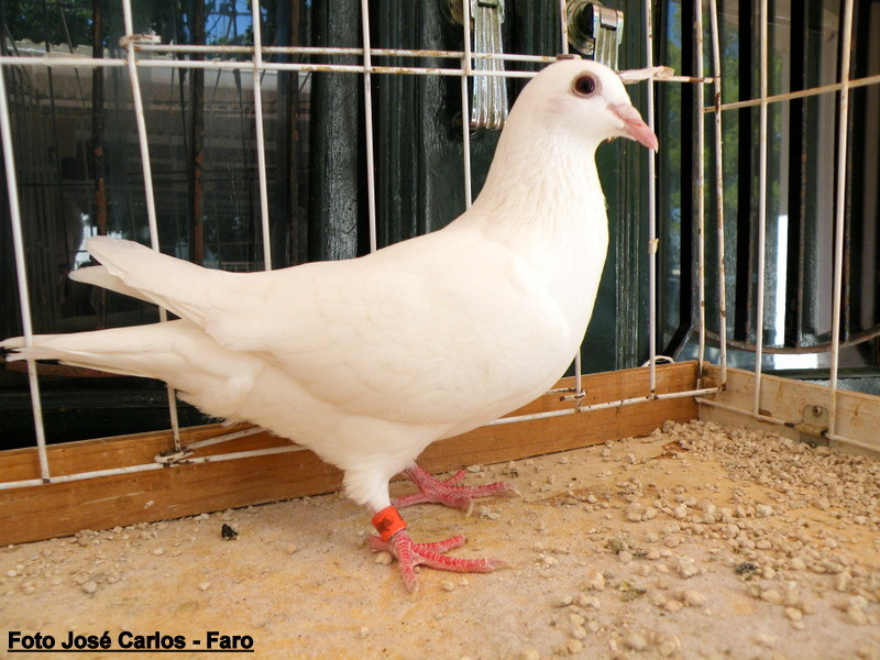 Leilão Asas Beja 2017 036.JPG