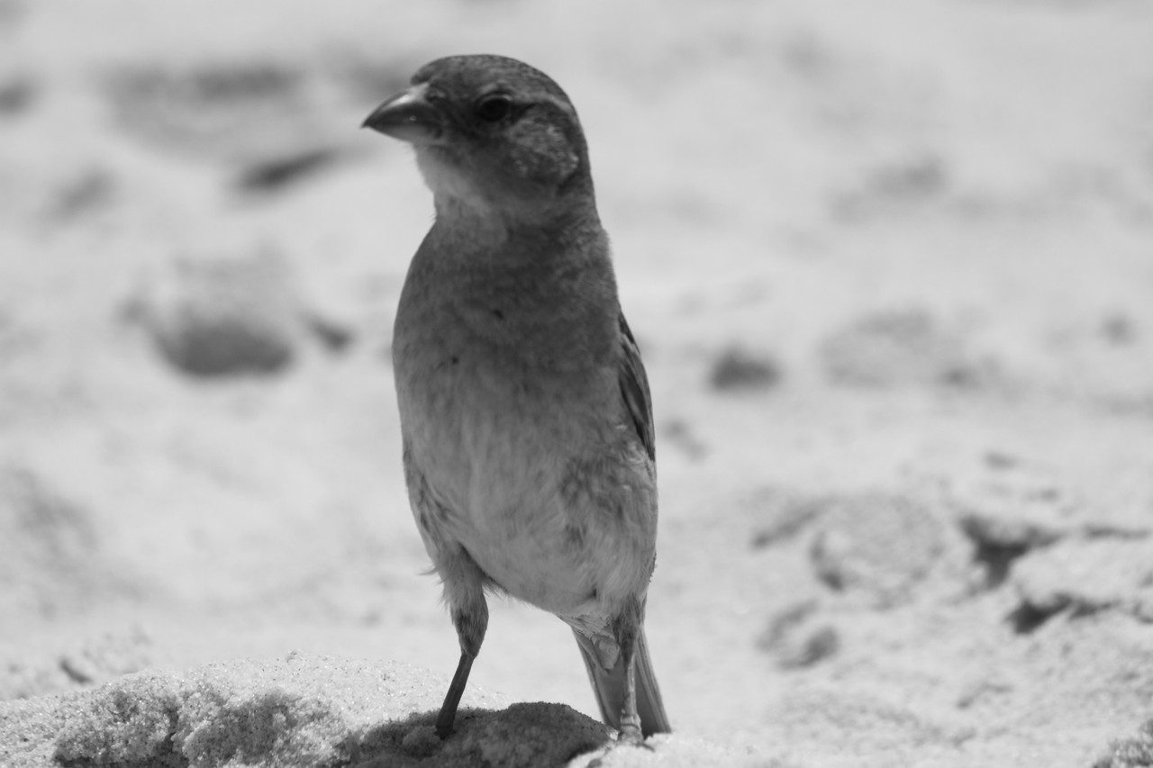 N.º 7302 — Praia do Barril © 2015