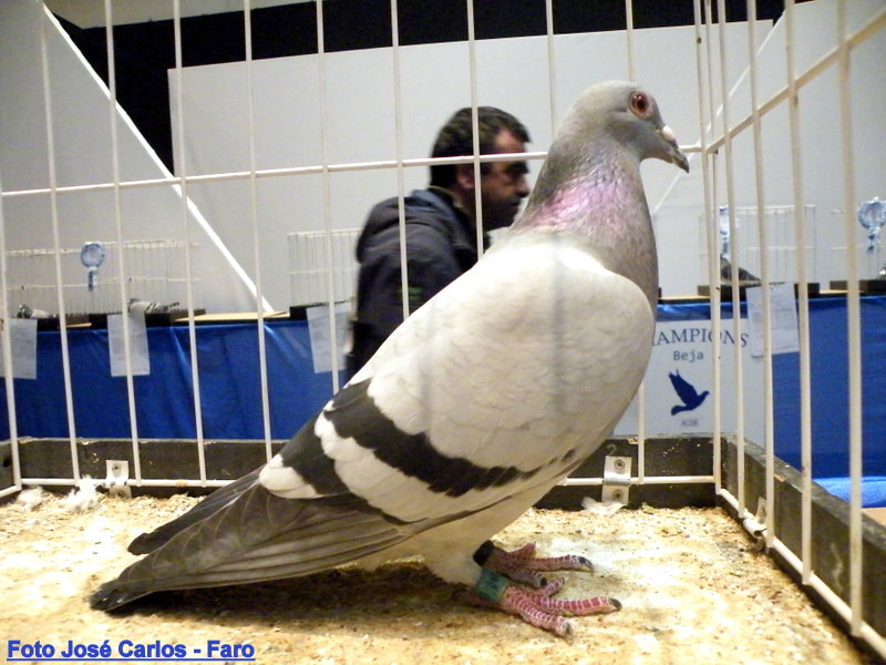 Feira Ibérica Beja 2018 052.JPG Feira Ibérica Beja 2018 052.JPG