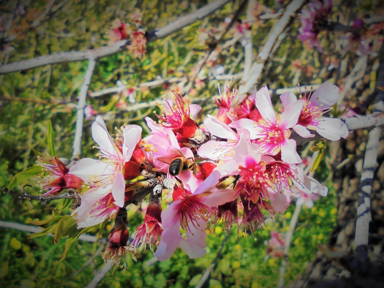 20_02_2019_azáfama (2).JPG