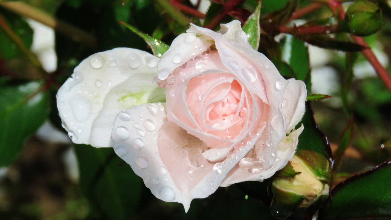 2018-06-09 14-11-23_0039.jpg