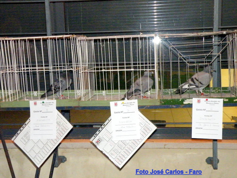 Paderne 2017 003.JPG