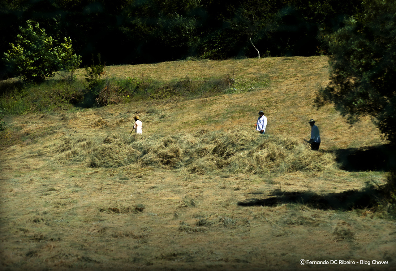 1600-cavalos (6).jpg