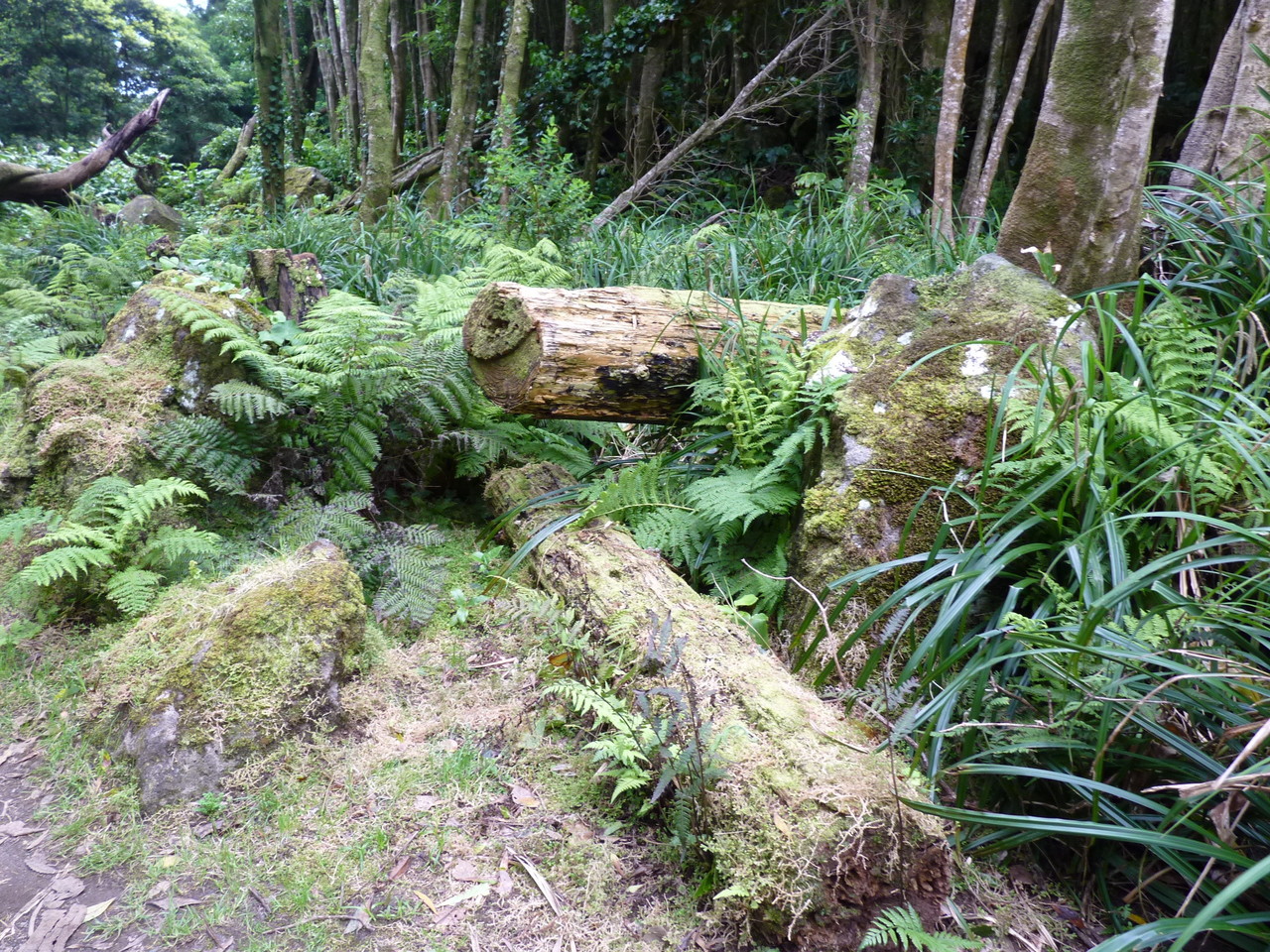 Percurso até ao Poço da Ribeira do Ferreiro - Il