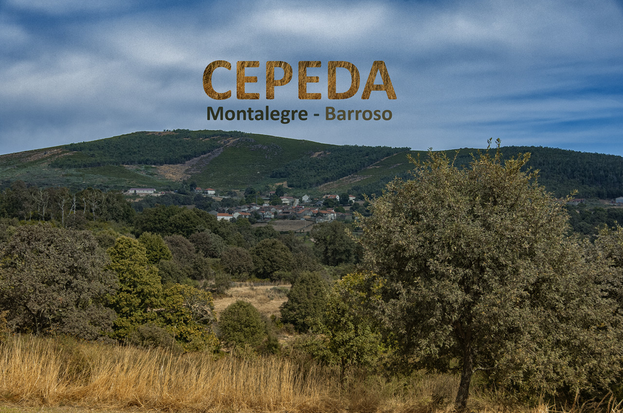 1600-zebral (113)-video.jpg