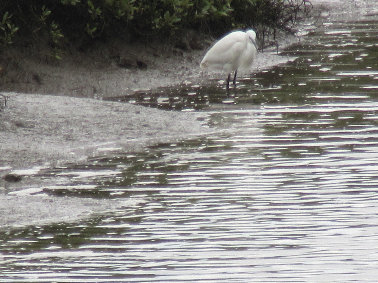 garça branca.jpg