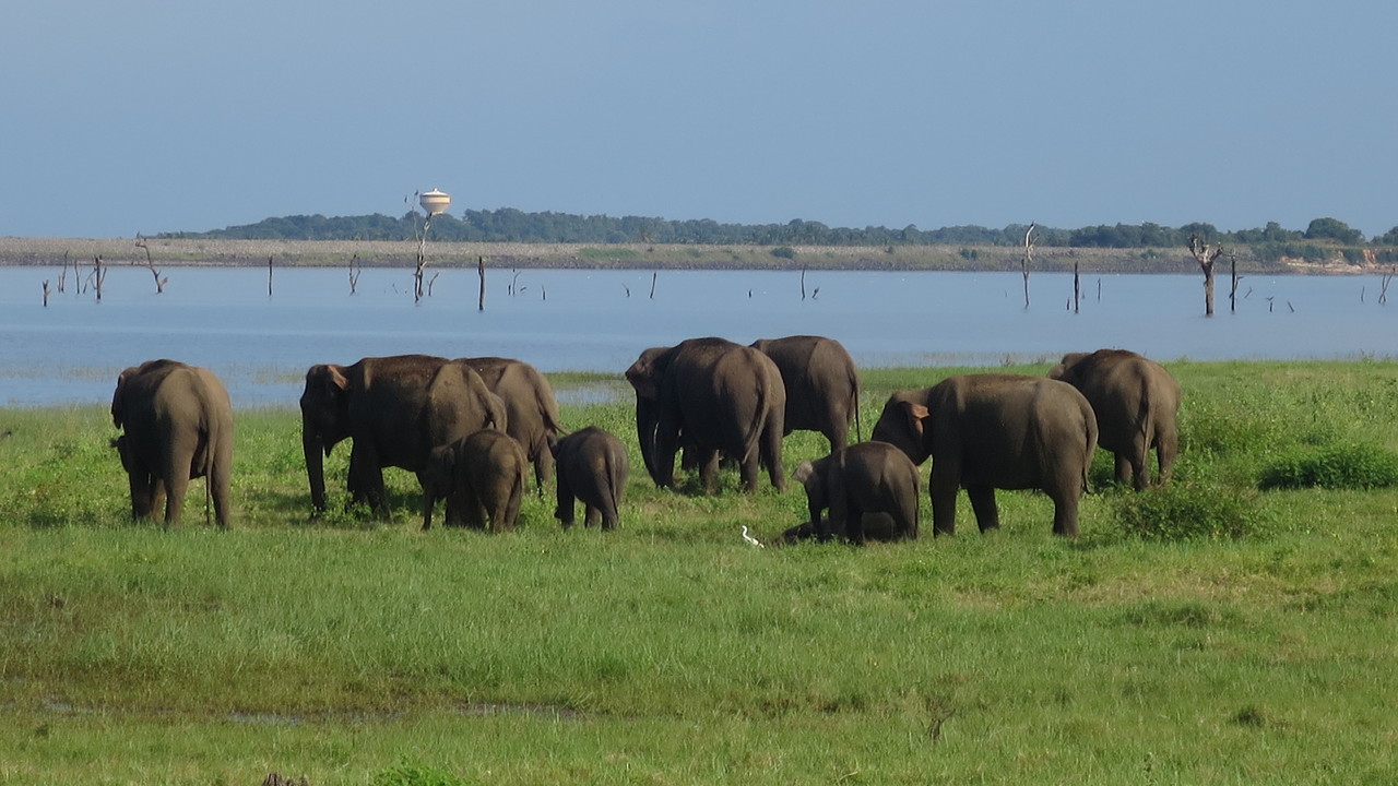 Kaudulla National Park, Sri Lanka.JPG