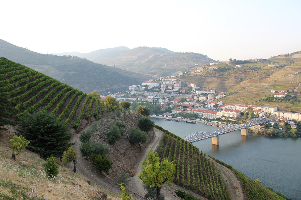 Quinta das Carvalhas - Real Companhia Velha