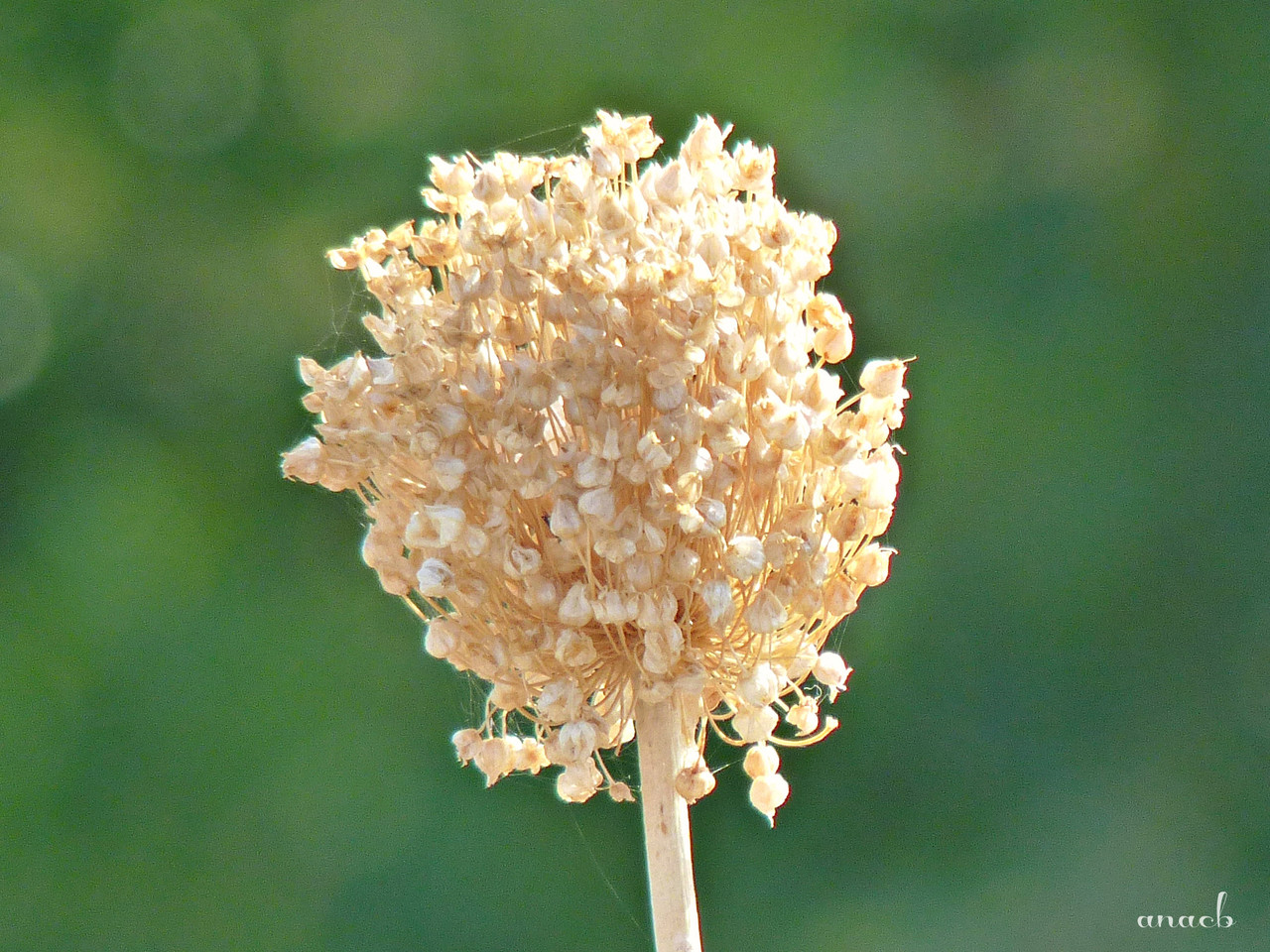 Slano, Croatia (3).jpg