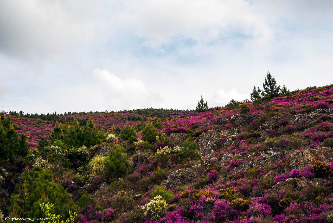 04.- Das Termas de S. Pedro do Sul a Manhouce.jpg