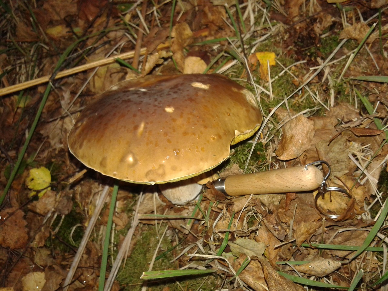 2015-10-10-Cogumelos_1