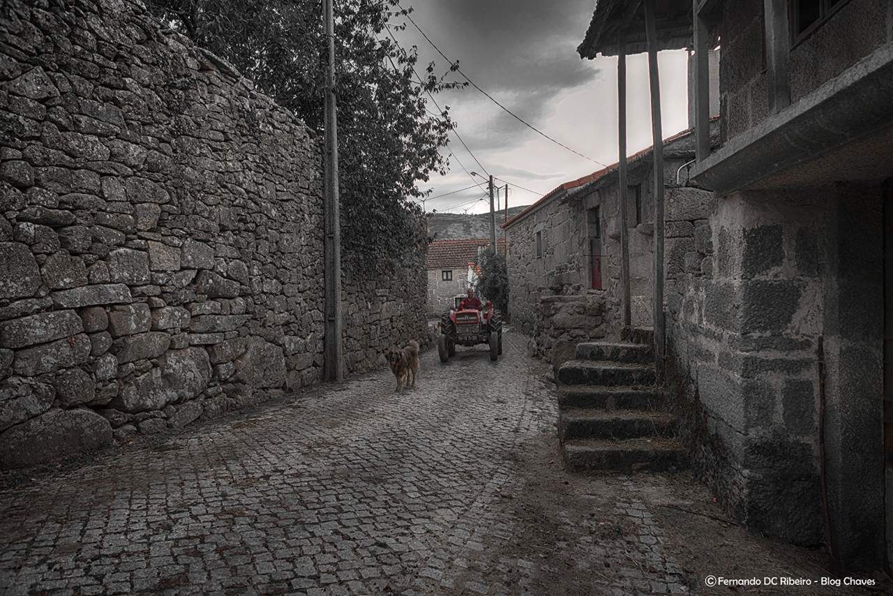 1600-cervos (37)-1-video.jpg