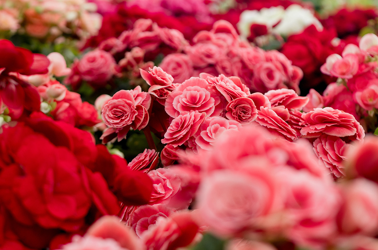 o desafio dos pássaros - tema dois