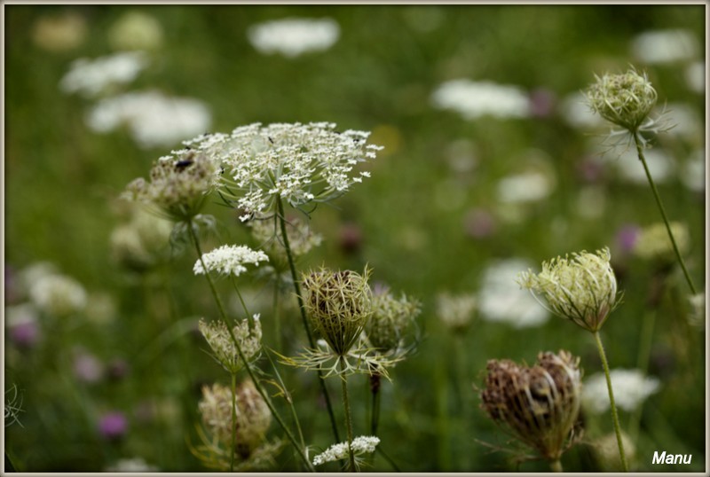 _MG_5609 florinha.jpg