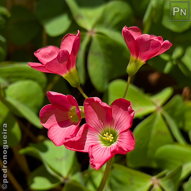 Jun_2021_029 650px.jpg