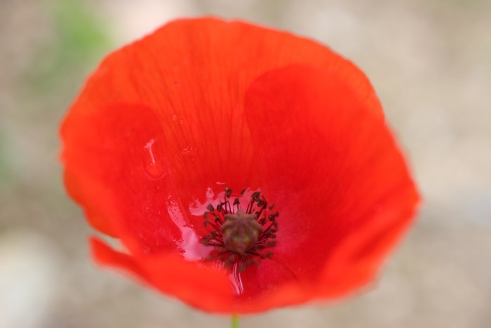 quarentena - dia 50.jpg quarentena - dia 50.jpg