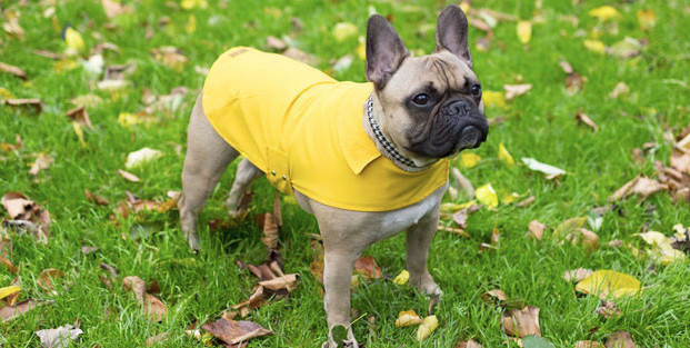 bulldog capa chuva.jpg bulldog capa chuva.jpg