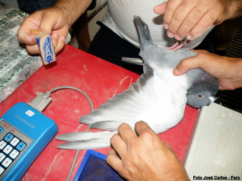 Derby Faro 2016 011.JPG