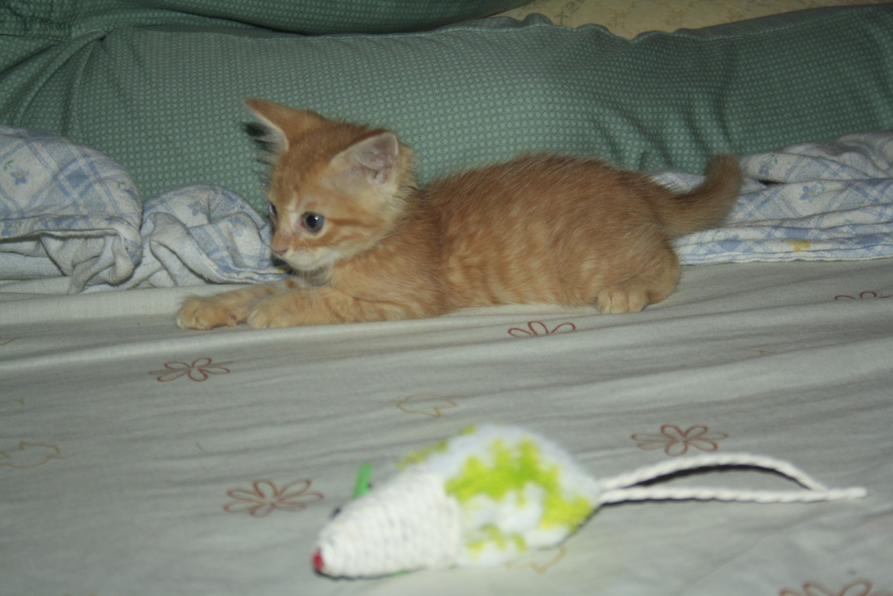 _MG_7035.JPG _MG_7035.JPG