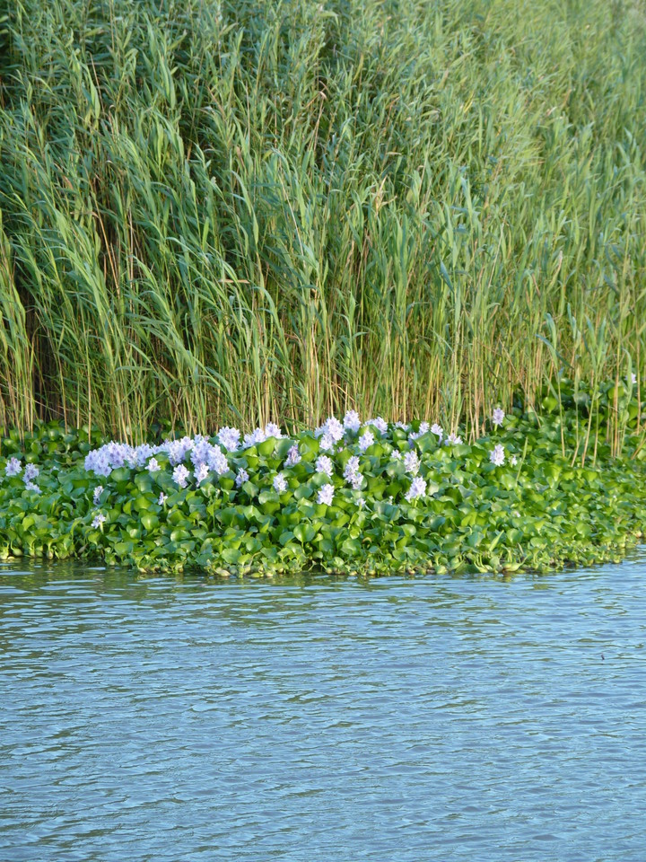 Pateira de Fementelos (32).JPG