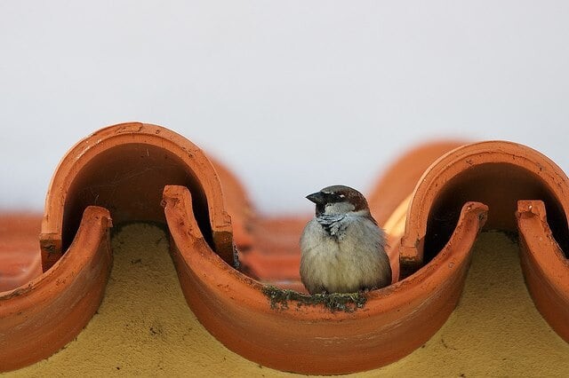 O PARDAL E A GEADA  2021.jpg