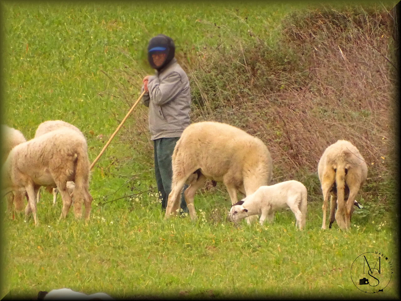 11Dez DSC05280_ms.JPG