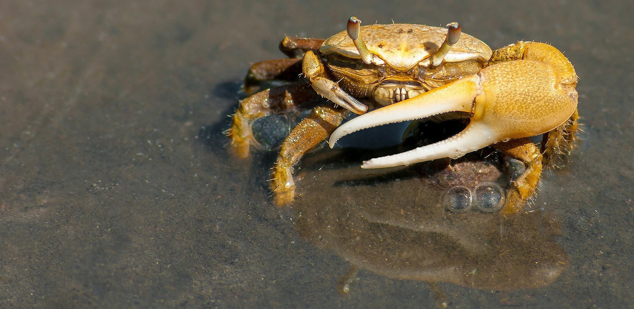 Coisas que Odiamos no Verão - Caranguejo | Maria das Palavras (imagem Pixabay)
