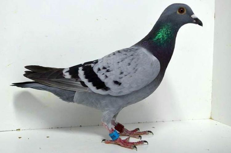 5004-16.jpg 5004-16.jpg