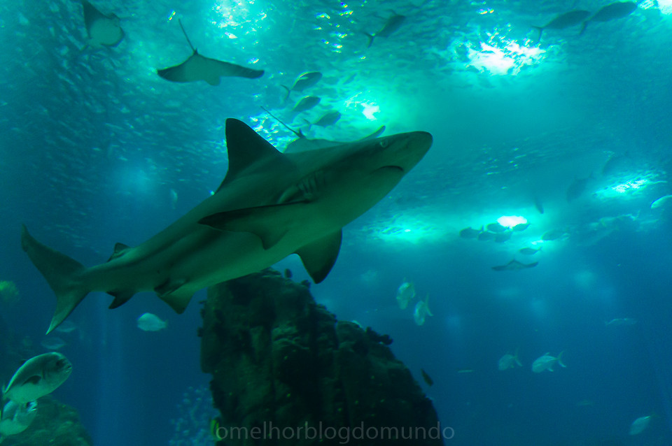 DSC00230.jpg DSC00230.jpg