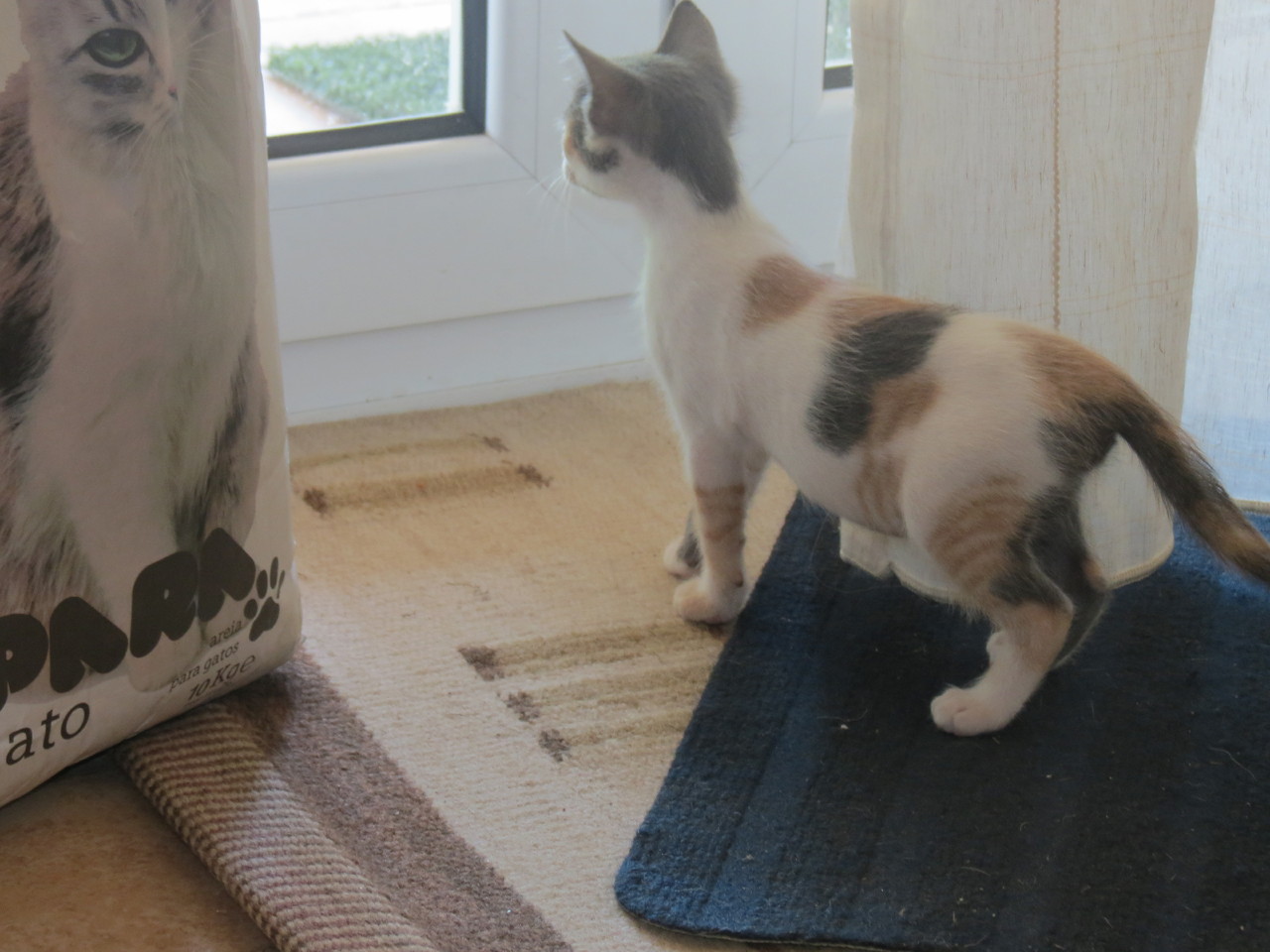 IMG_3236.JPG IMG_3236.JPG