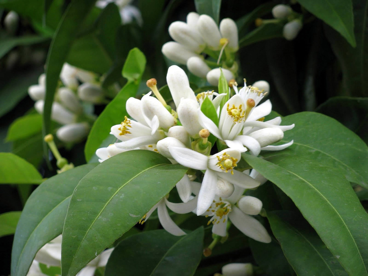 flor-de-laranjeira-para-tratamentos-beleza.jpg flor-de-laranjeira-para-tratamentos-beleza.jpg