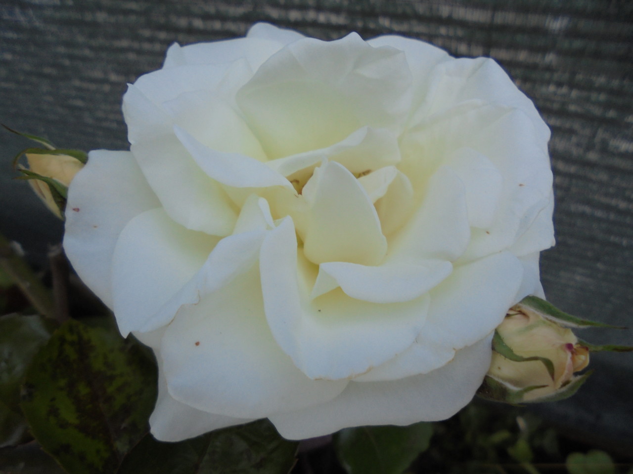 rosa b.JPG rosa b.JPG