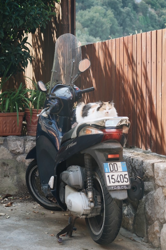 costa-amalfitana-gato.jpg